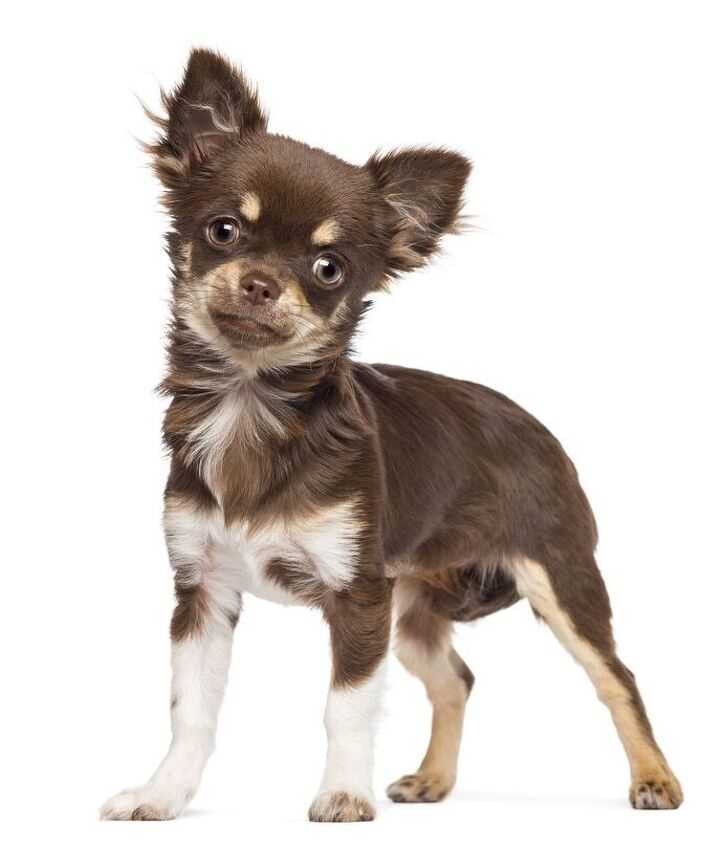 The History and Evolution of Chihuahua Smooth Coat: From Ancient Mexico to Modern Day