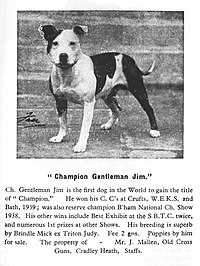 The History and Origin of the American Staffordshire Terrier