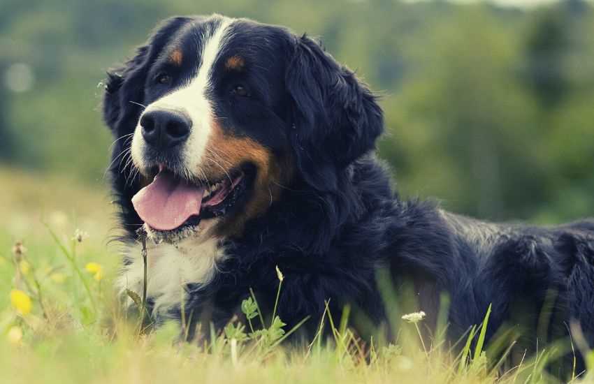 The History and Origin of the Bernese Mountain Dog