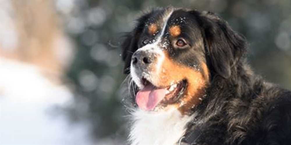 The History and Origin of the Bernese Mountain Dog: From Swiss Farmhand to Beloved Companion
