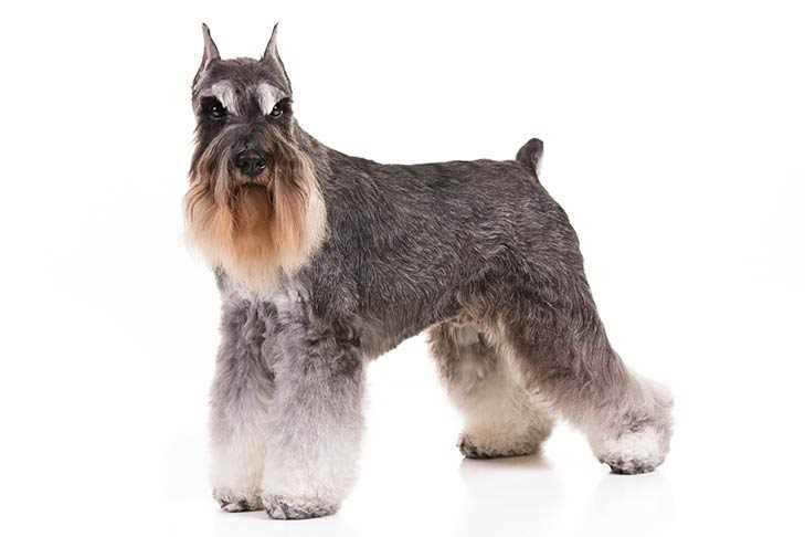 The History and Origins of Miniature Schnauzers
