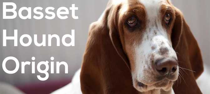 The Beginnings of the Basset Hound Breed: Tracing Its Origins