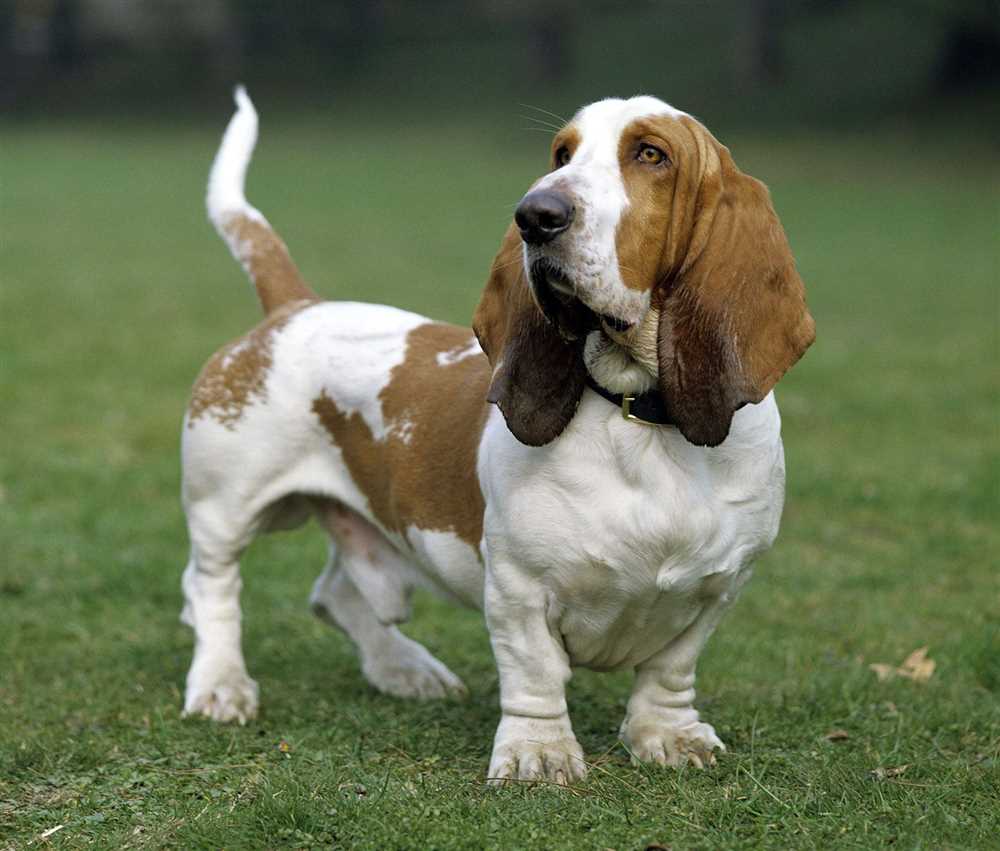 The History and Origins of the Basset Hound: From Hunting Dog to Beloved Family Pet
