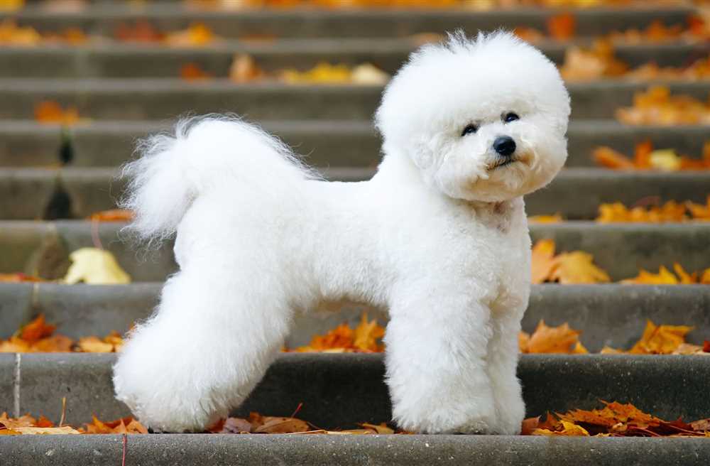 The History and Origins of the Bichon Frise