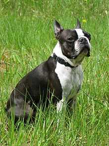 The History and Origins of the Boston Terrier: A True American Breed