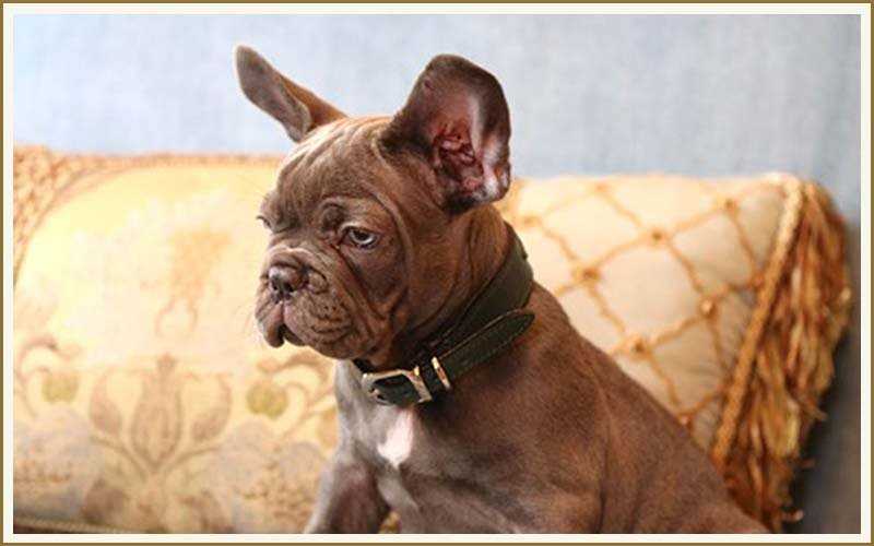 The Fascinating Story Behind the French Bulldog Breed