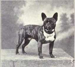 The History and Origins of the French Bulldog