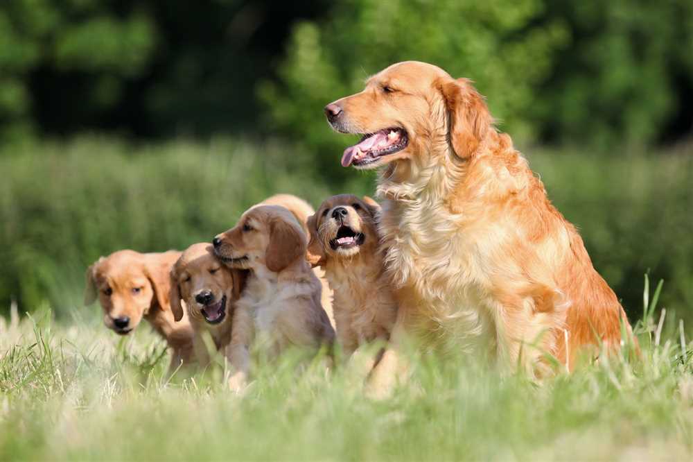 The History and Origins of the Golden Retriever Breed