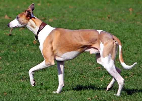Exploring the Ancient Roots of the Italian Greyhound