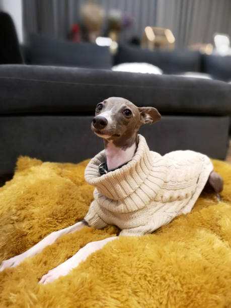 The History and Origins of the Italian Greyhound: Tracing its Ancestry
