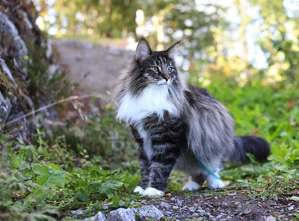 The origins of the Norwegian Forest Cat can be traced back to the ancient forests of Norway, where these resilient and resourceful cats evolved to survive in the harsh Scandinavian climate. They developed a thick, water-resistant coat and muscular bodies, making them well-suited for life in the forest.