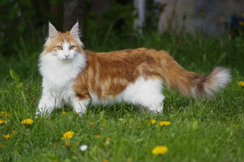 Over time, the Norwegian Forest Cat became an integral part of Norwegian folklore and mythology. They were often depicted in local art and literature, symbolizing strength, resilience, and a connection to nature. These majestic cats were revered and celebrated for their beauty and grace.