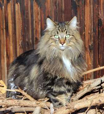 In conclusion, the Norwegian Forest Cat has a fascinating history and origins that are deeply connected to the historical background of Norway. This majestic breed's evolution and background have shaped its unique characteristics and behaviors. From its Viking heritage to its survival skills developed in the Norwegian forest, the Norwegian Forest Cat continues to capture the hearts of cat lovers with its beauty and charm.