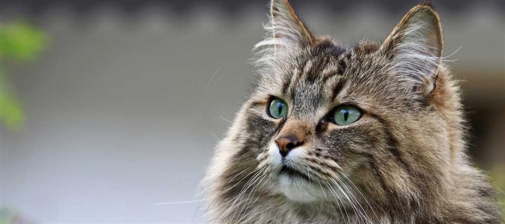 The History and Origins of the Norwegian Forest Cat