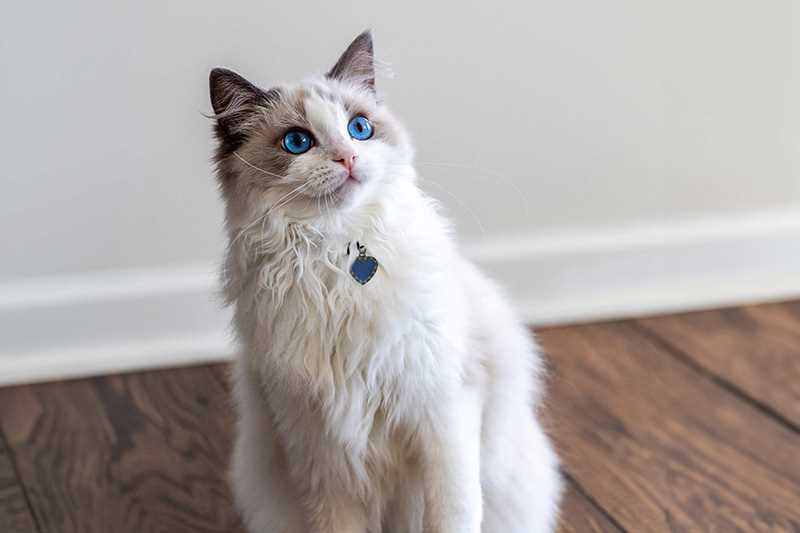 Tracing the History and Ancestry of the Ragdoll Cat Breed