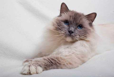 The History and Origins of the Ragdoll Cat Breed