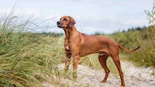 The Origins and Background of the Rhodesian Ridgeback Dog Breed