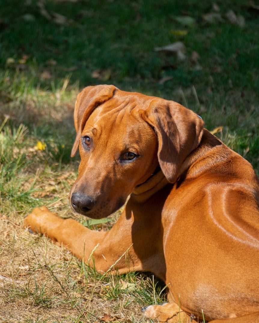 The History and Origins of the Rhodesian Ridgeback Dog Breed