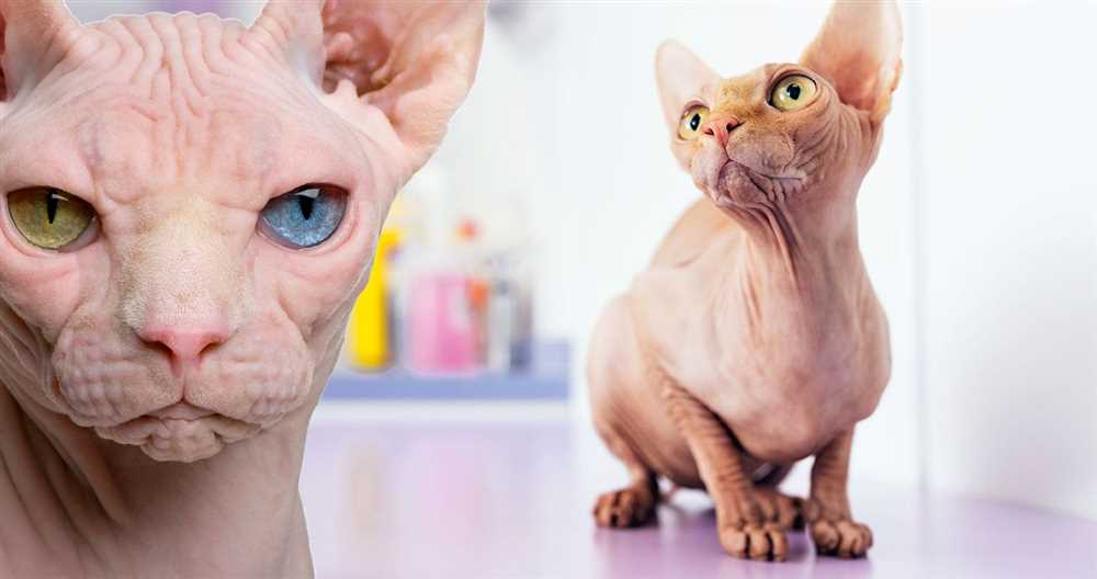 The History and Origins of the Sphynx Cat Breed