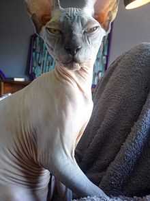 The Source of the Sphynx Breed