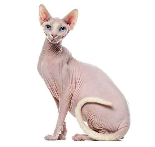 The Heritage and Origins of the Sphynx Breed