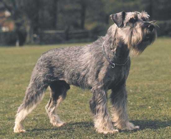 The Early Beginnings and Purpose of the Standard Schnauzer Breed