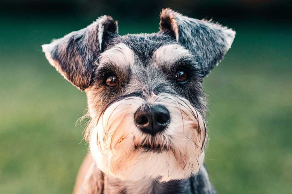 The History and Origins of the Standard Schnauzer: From Rat Catcher to Beloved Companion