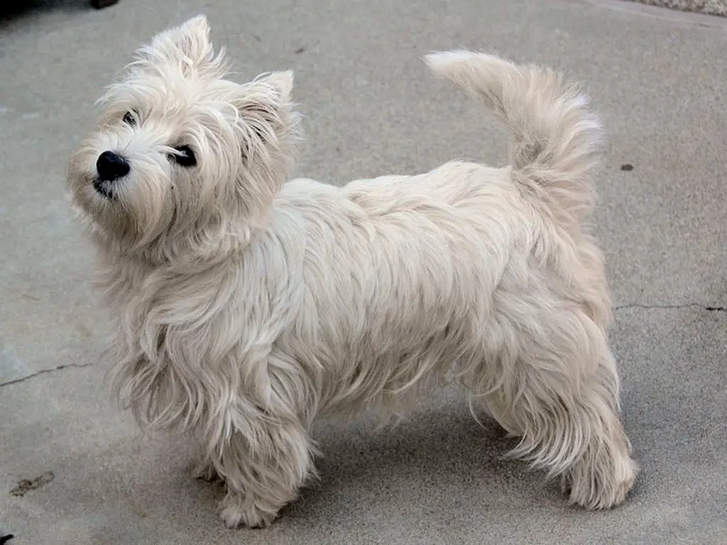 The Background and Beginnings of the West Highland White Terrier