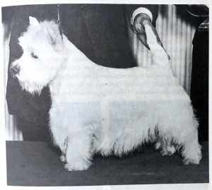 The history and origins of the West Highland White Terrier