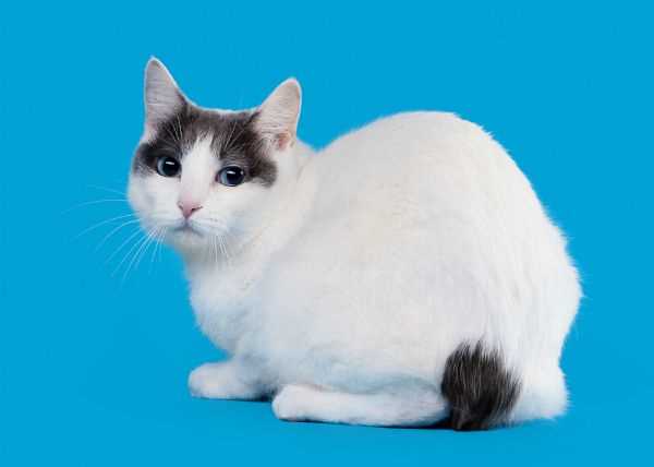The Ancient Origins of the Japanese Bobtail Cat
