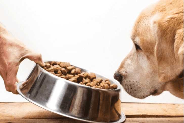 The Value and Relevance of Senior Dog Food