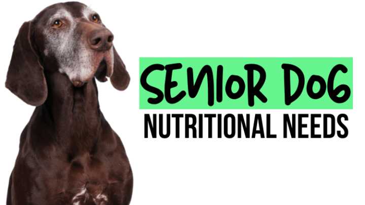 How to Make Sure Your Senior Dog Gets the Right Nutrition
