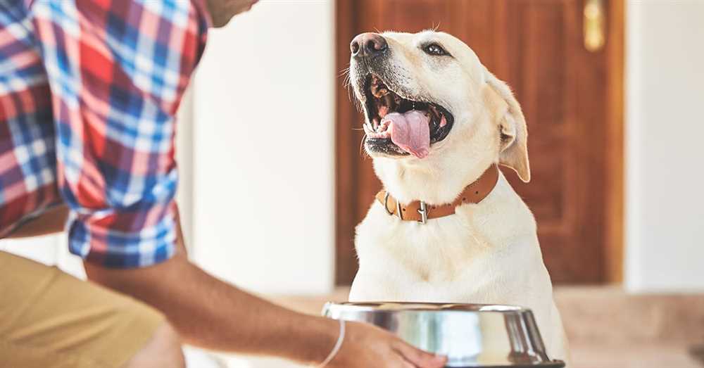 The Importance of Senior Dog Food: How to Ensure Your Aging Canine Companion Gets the Right Nutrition