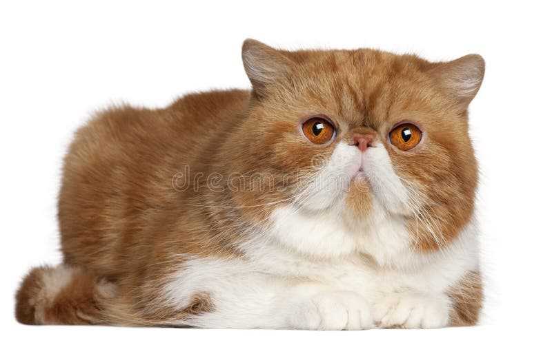 Captivating Charm of the Exotic Shorthair