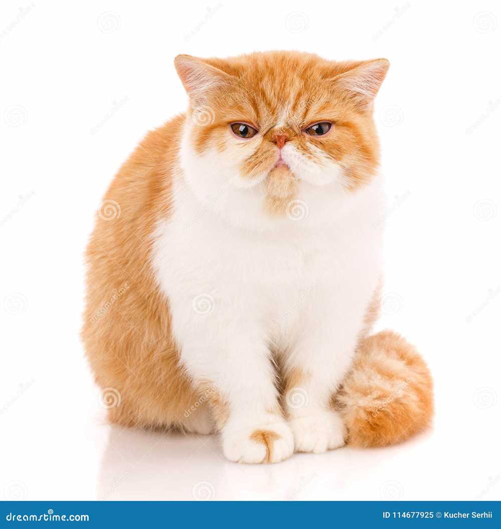 The Instagram-Worthy Beauty of the Exotic Shorthair: A Gallery of Gorgeous Breed Pictures
