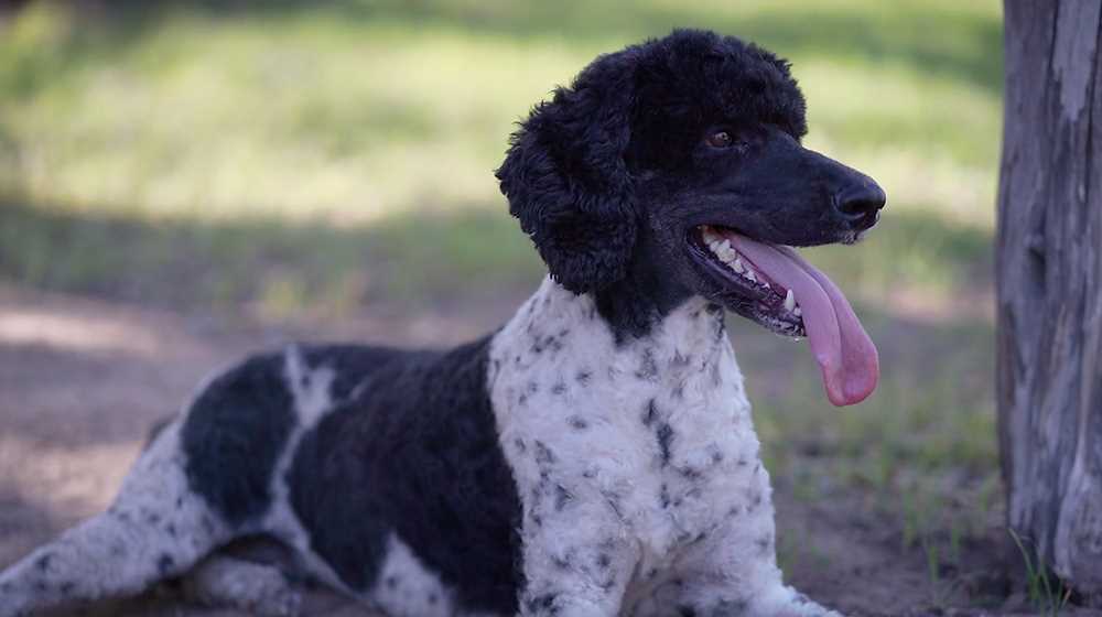 Standard Poodles: Smart and adaptable companions