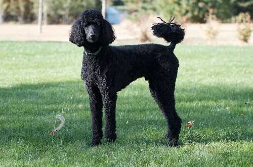 The intelligence and versatility of Standard Poodles: Why they make great family pets