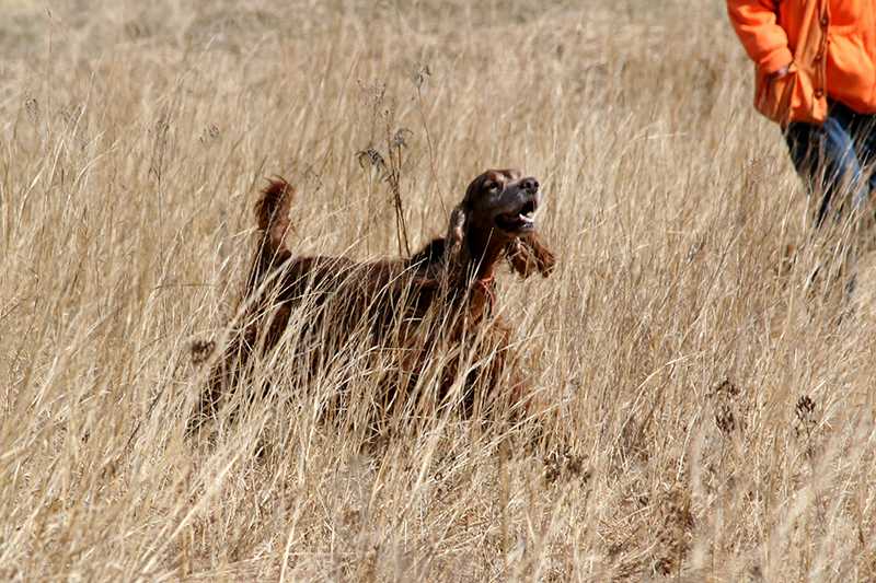 The Irish Setter's Role in Hunting and Field Trials: Exploring the Breed's Natural Abilities and Sporting Successes