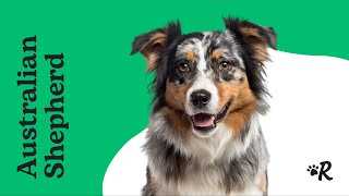 The Devoted and Caring Temperament of the Australian Shepherd: Heartwarming Images of This Cherished Breed