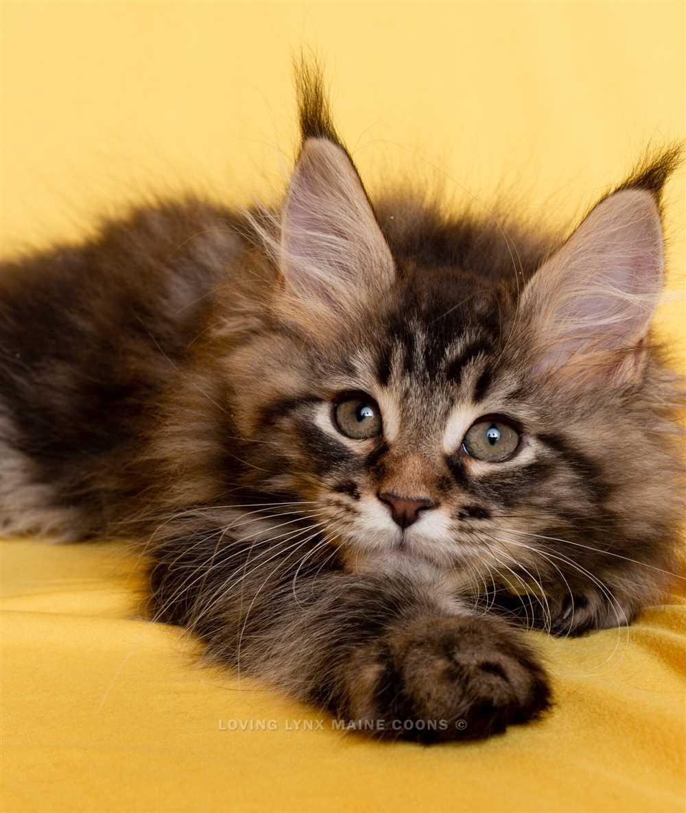 Traits, Nature, and Maintenance Suggestions for the Maine Coon Cat