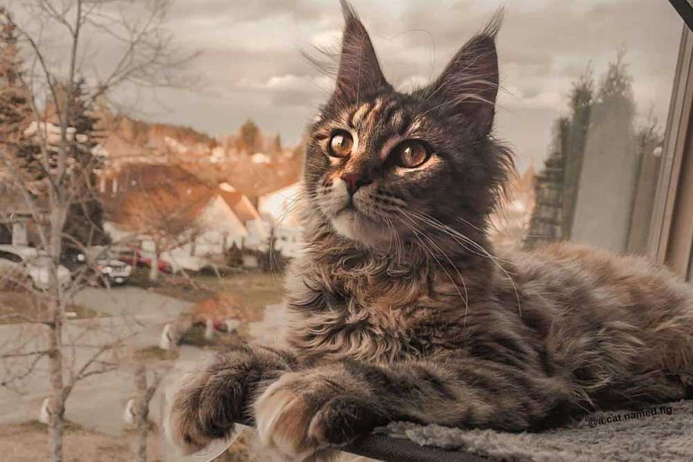 The Maine Coon Cat: Characteristics, Temperament, and Care Tips