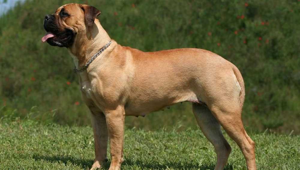 The Majestic Bullmastiff: A Picture Guide to the Powerful Dog Breed
