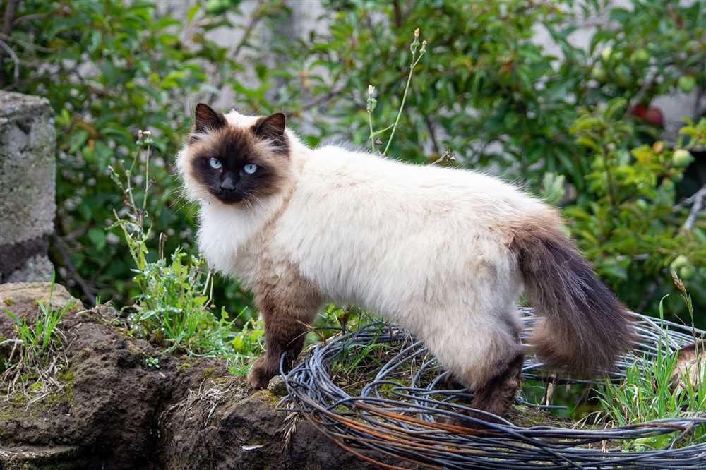 The Majestic Himalayan: A Glimpse into the Graceful Cat Breed