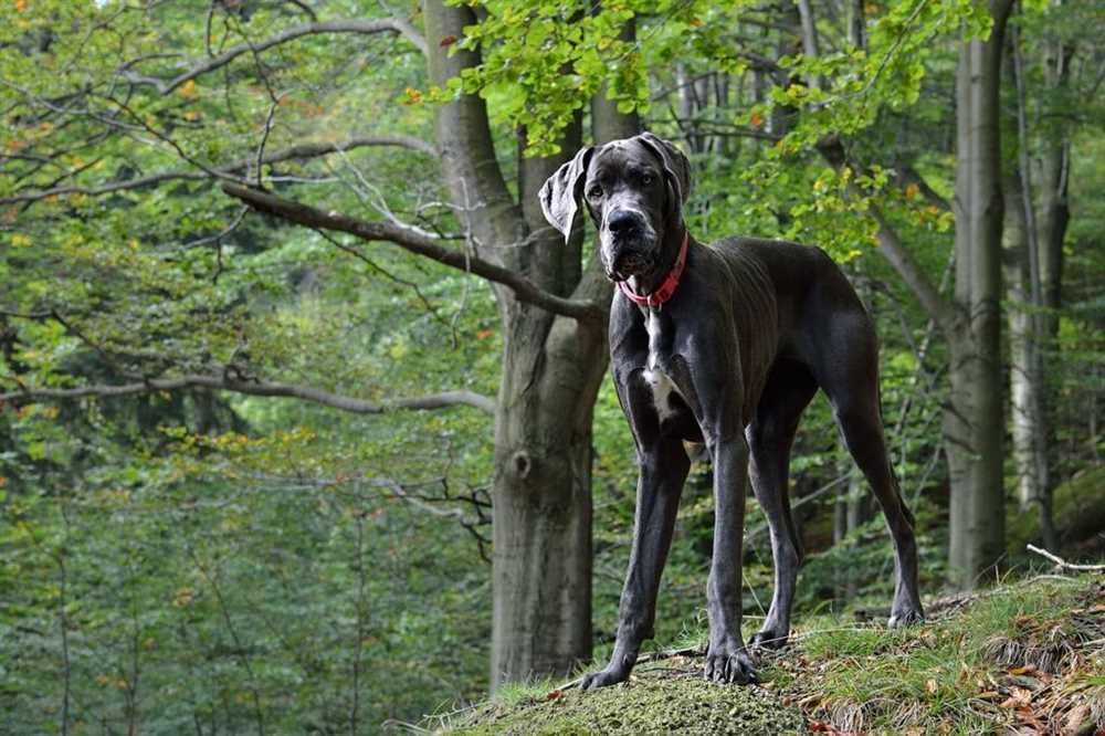 The majestic size and gentle nature of the Great Dane