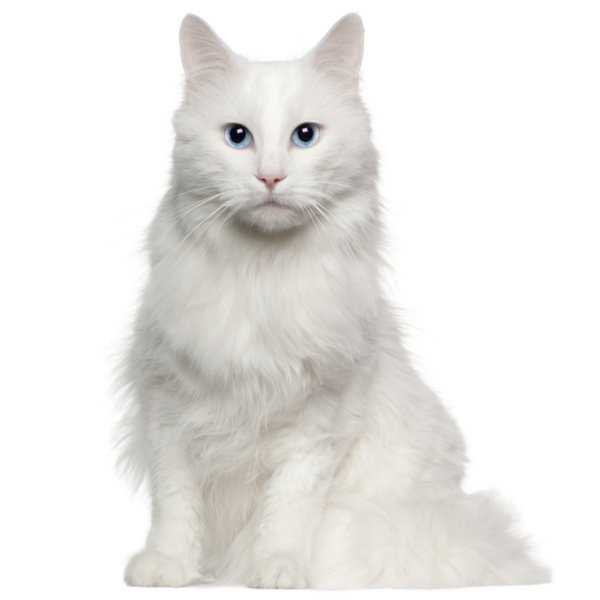 The Majestic Turkish Van Cat Breed: In Pictures