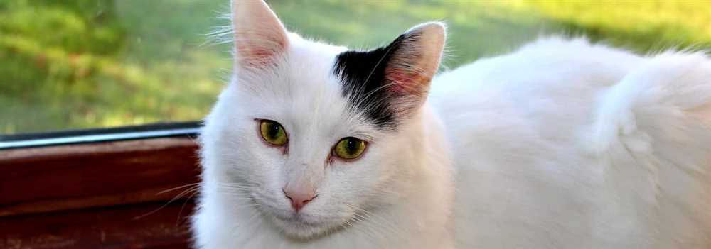 The Majestic Turkish Van Cat Breed: In Pictures