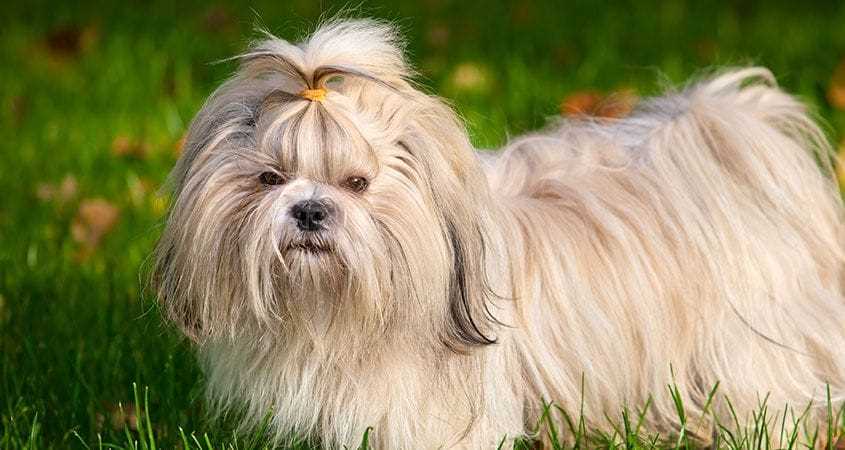 The Shih Tzu Dog Breed: A Snapshot of its Unique Appearance