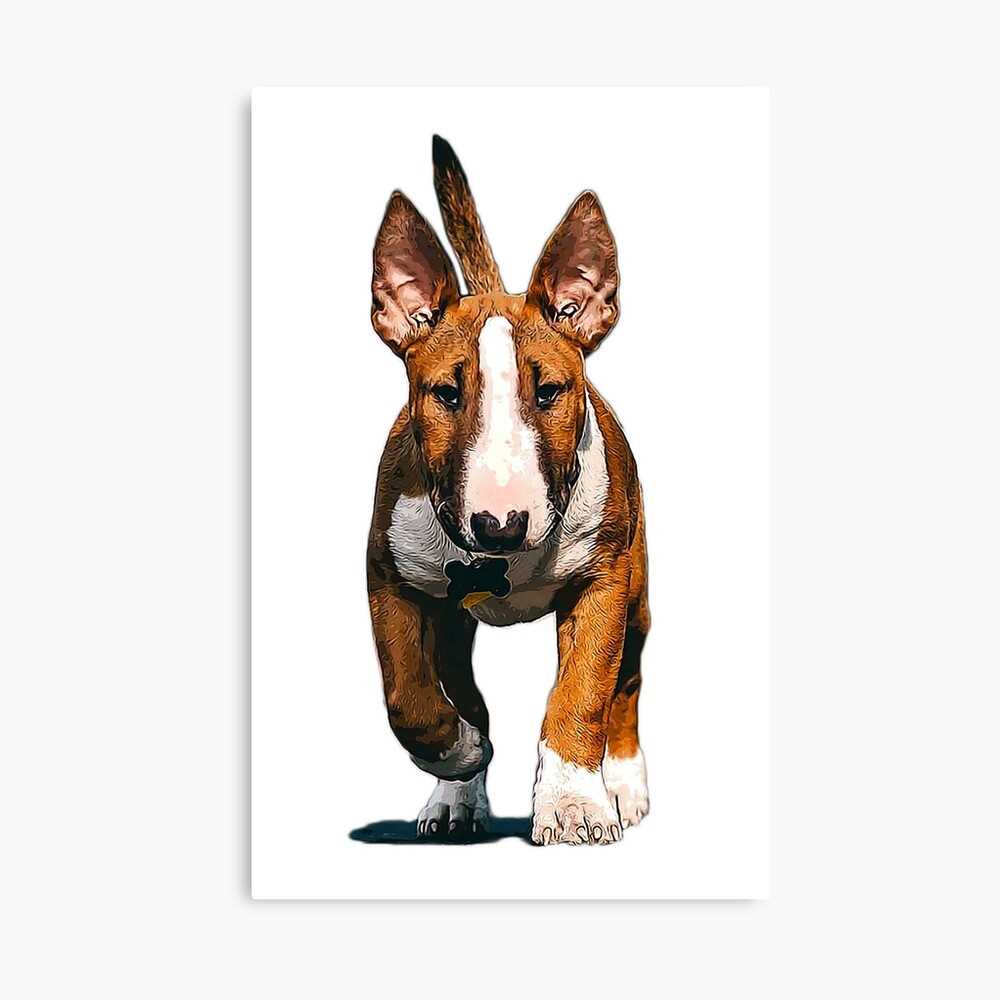 The Miniature Bull Terrier: A Beautiful Breed Showcased in Pictures