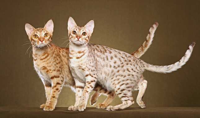 Panther-like Wildcats Inspired the Ocicat Breed