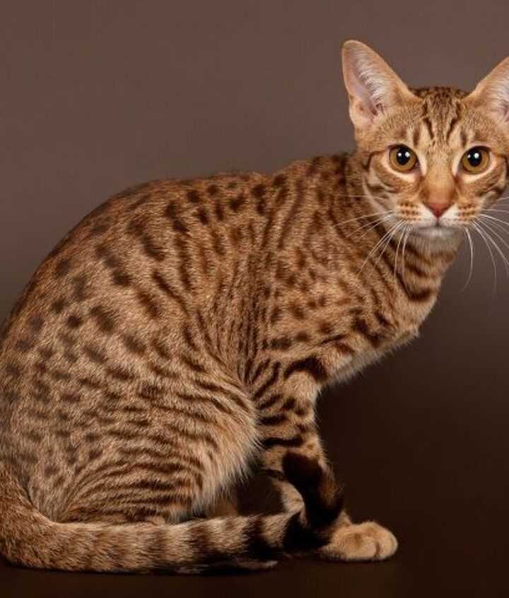 The Ocicat: From Wild Origins to Domestic Charm